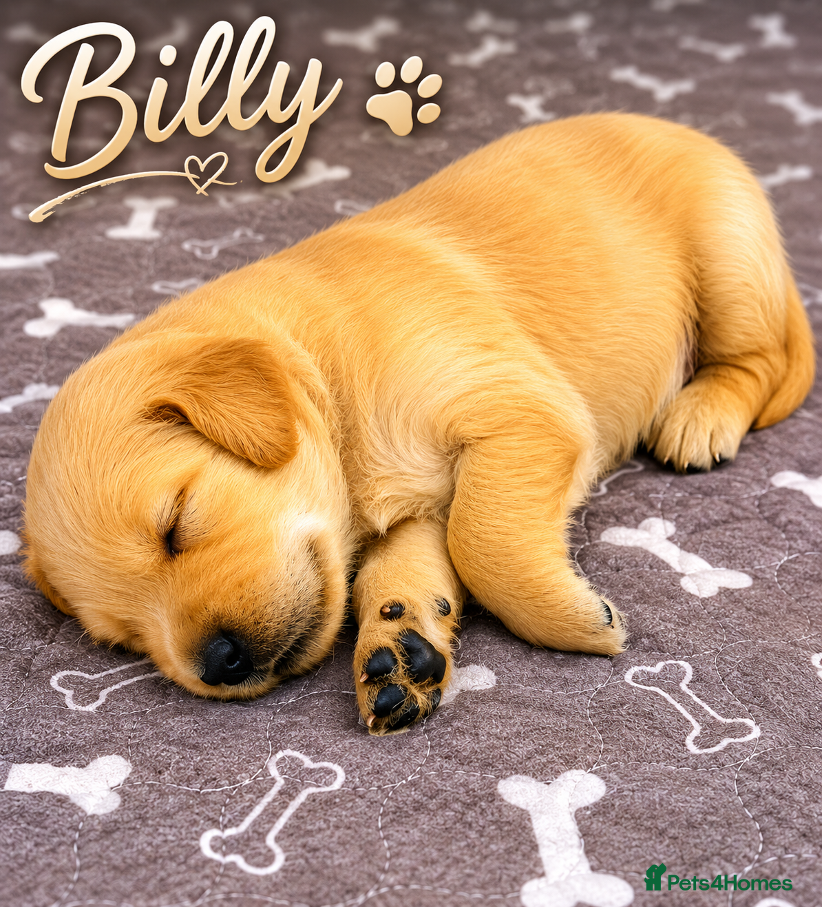 Golden Retriever dogs KC Registered Golden Retriever Puppies    - Advert 2