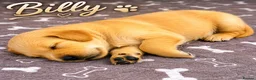 Golden Retriever dogs for sale: KC Registered Golden Retriever Puppies    - Advert 2