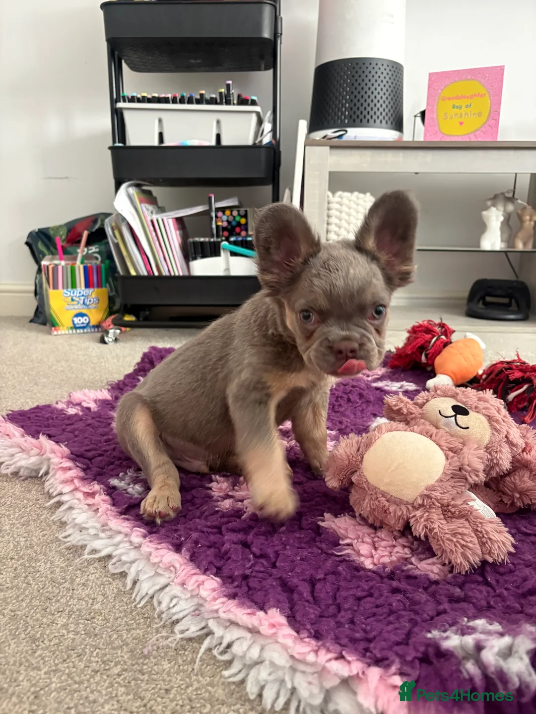 French Bulldog dogs for sale: Beautiful male puppy looking for forever home  - Advert 2