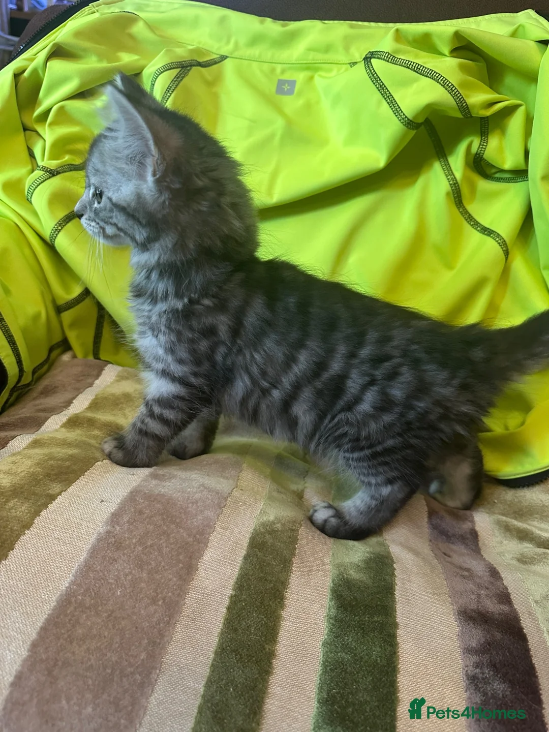 Mixed Breed cats for sale: Stunning kittens ready now (rare colours) - Advert 12