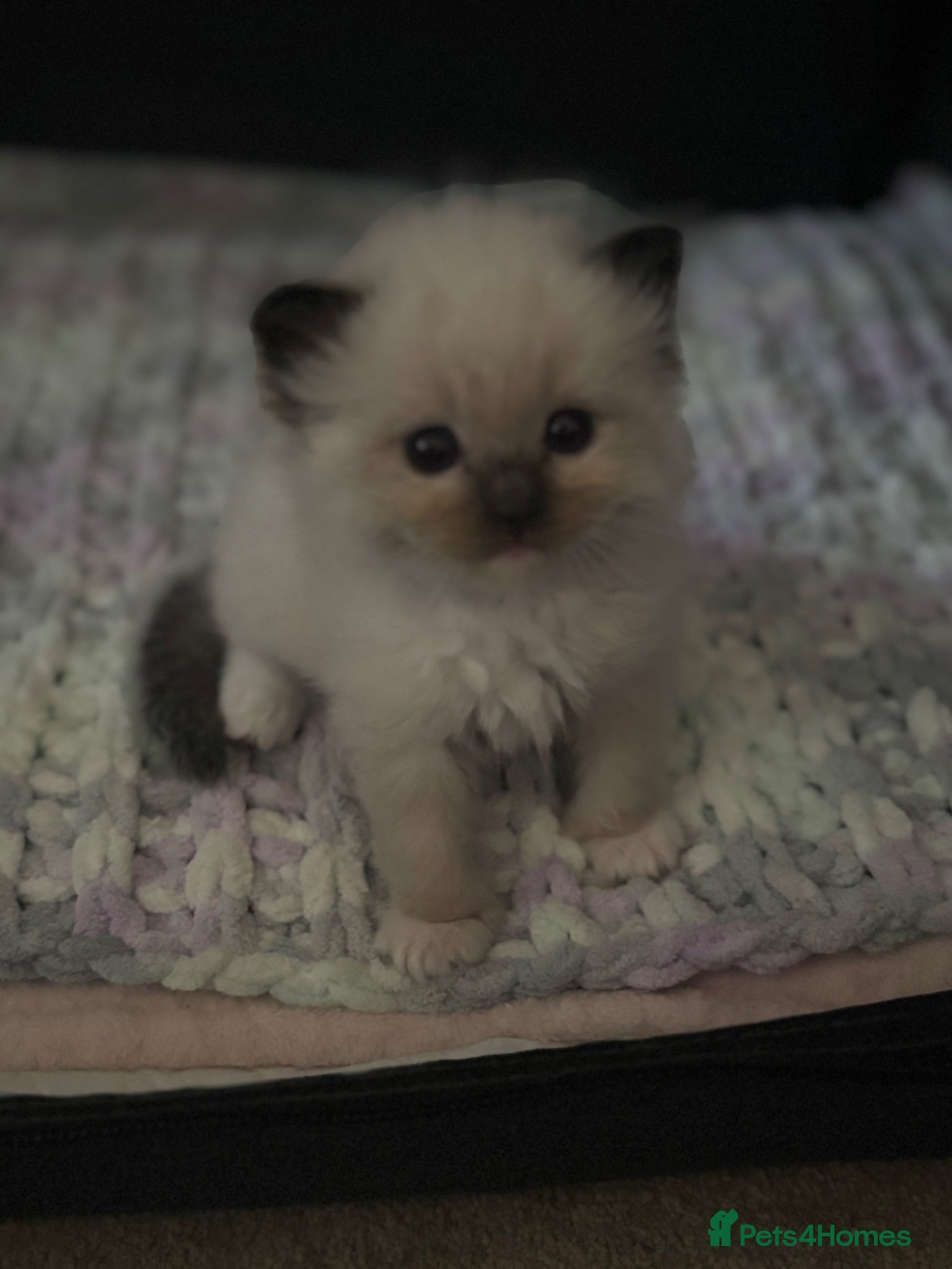 Ragdoll cats Beautiful chocolate gccf kittens available  - Advert 13