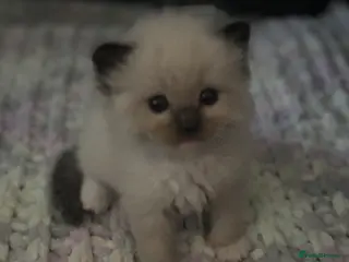 Ragdoll cats Beautiful chocolate gccf kittens available - Advert 13