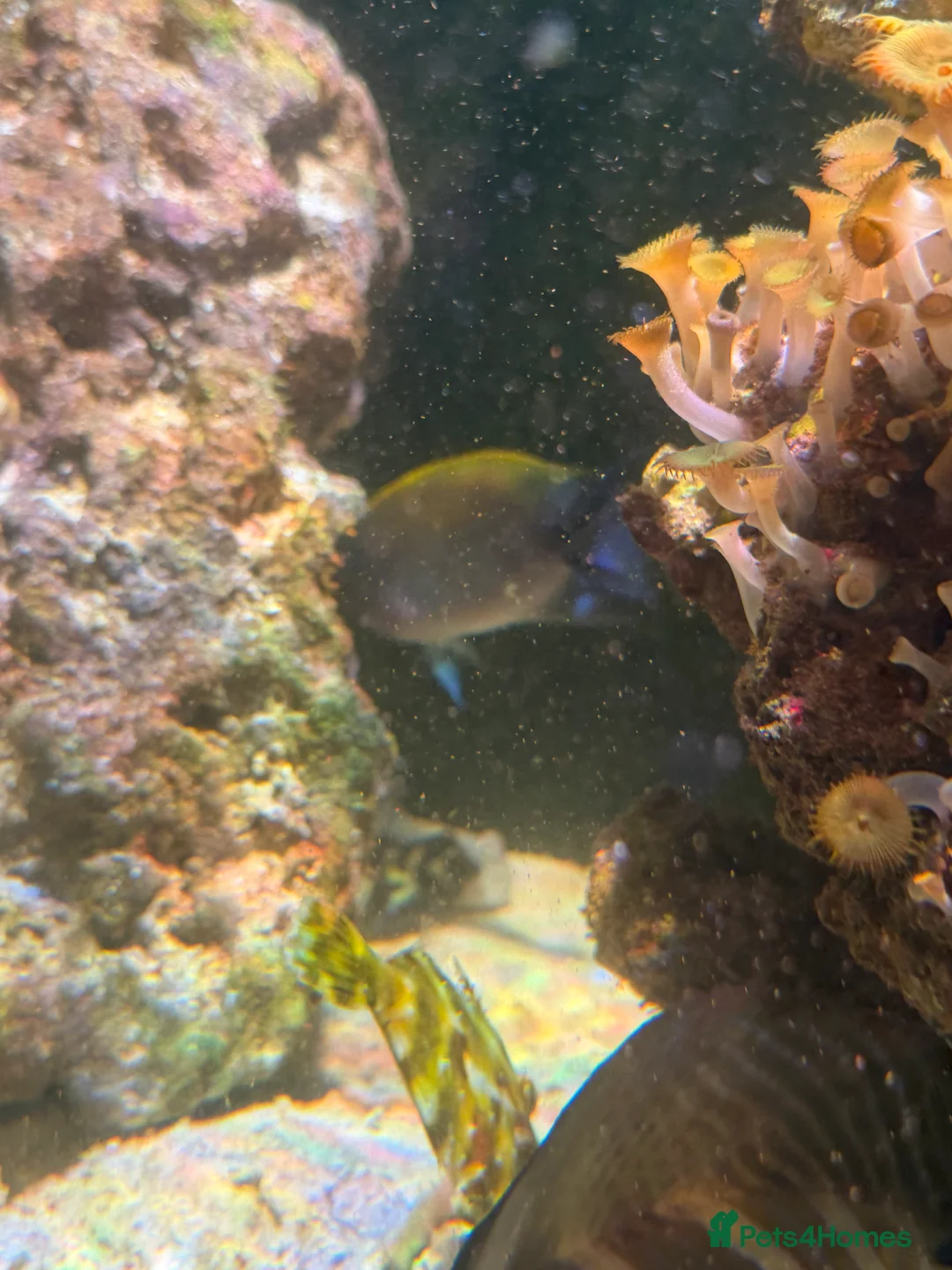 Angelfish fish for sale: mature marine tank closure  - Advert 11
