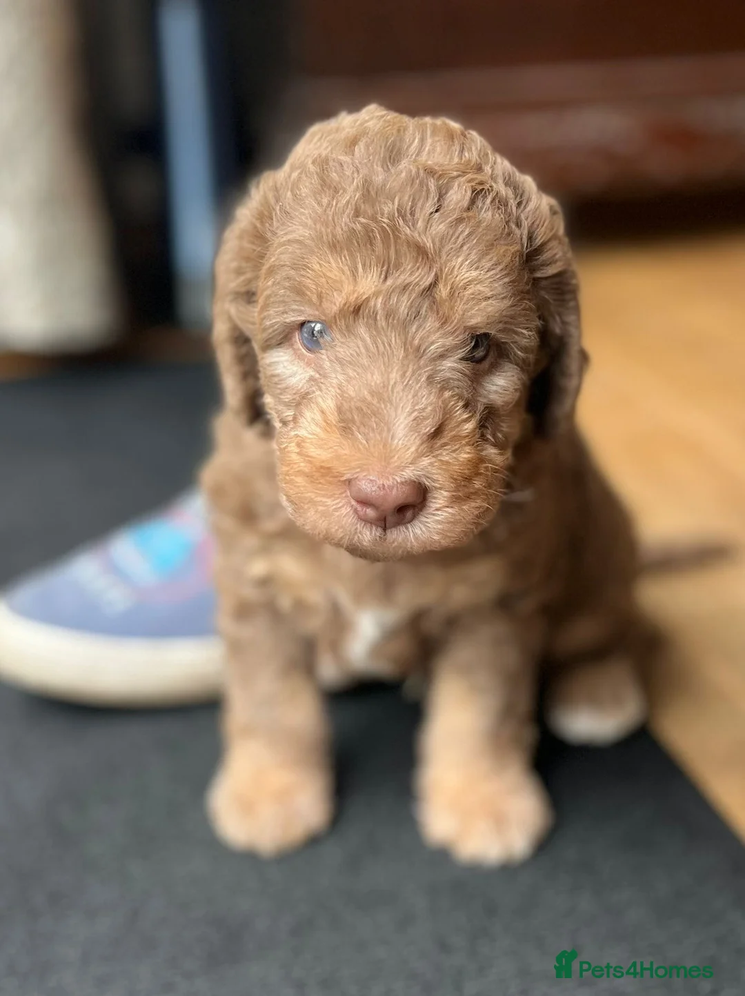 Bedlington Terrier dogs for sale: Bedlington terrier in Stoke-on-Trent - Advert 1
