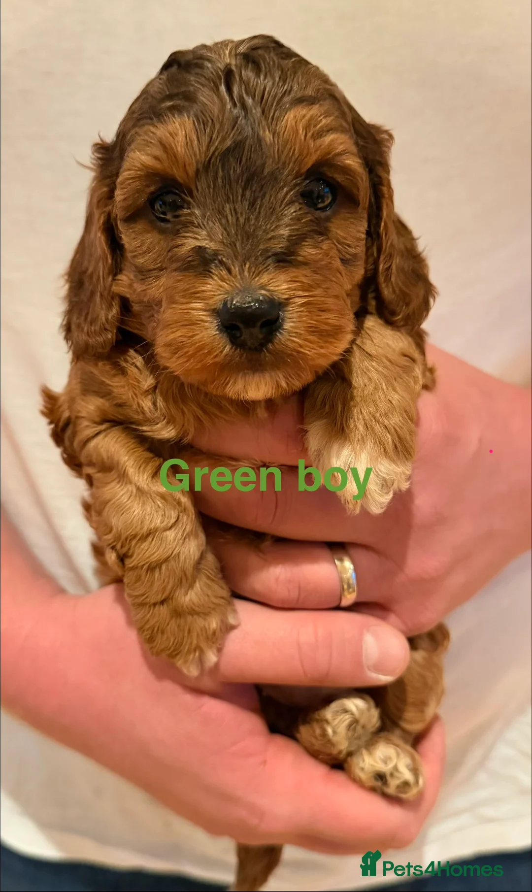 Cockapoo dogs for sale: 6 beautiful Cockerpoo  - Advert 12