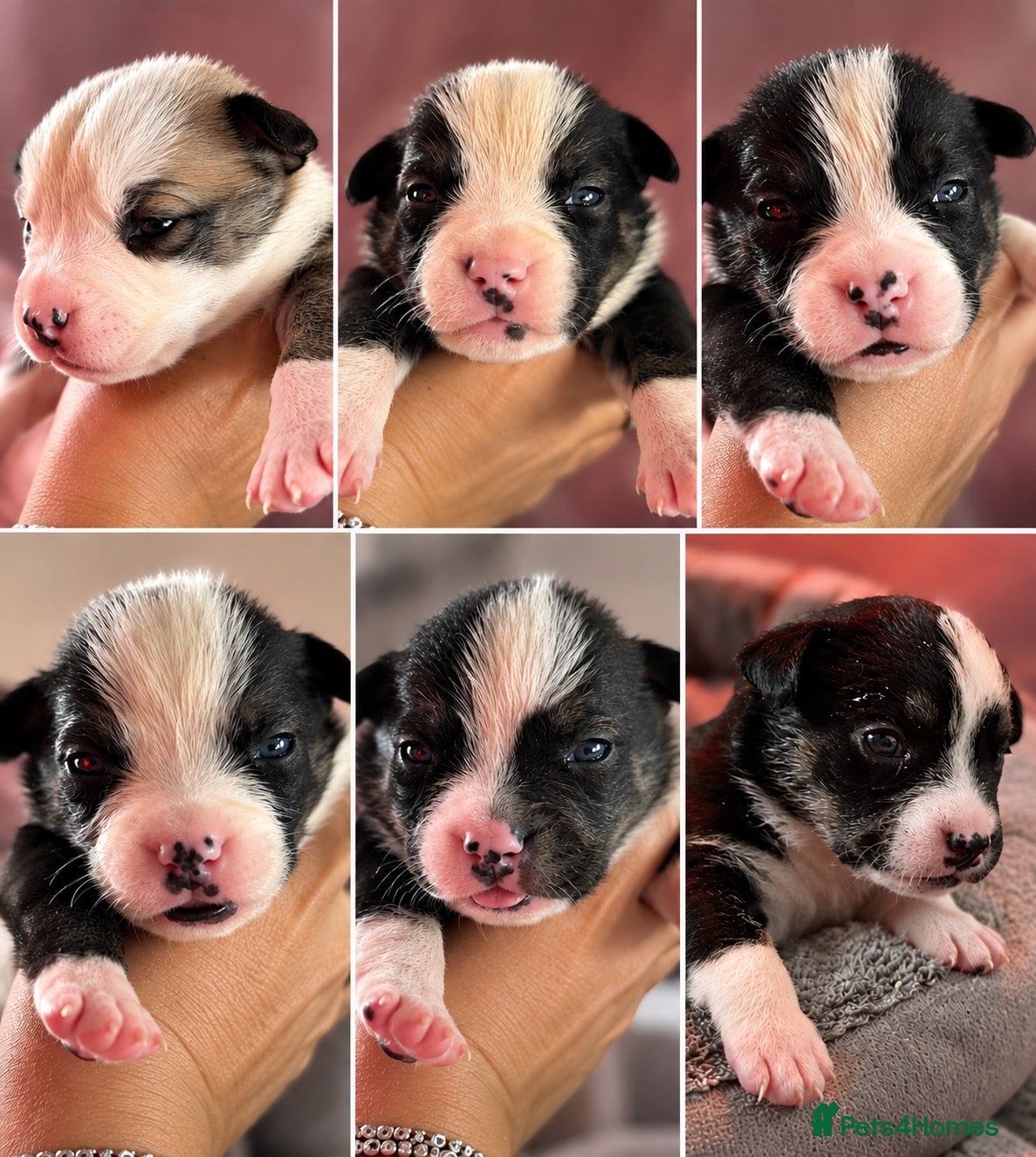 Mixed Breed dogs 🐾BULLDOG X BORDER COLLIE PUPPIES - Advert 1