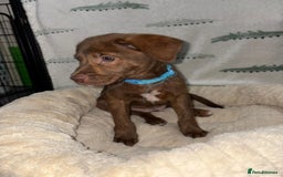 Mixed Breed dogs for sale: Beautiful pups for sale  - Image 5