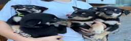 Australian Kelpie dogs for sale: Pure Bred Kelpie pups - Advert 4