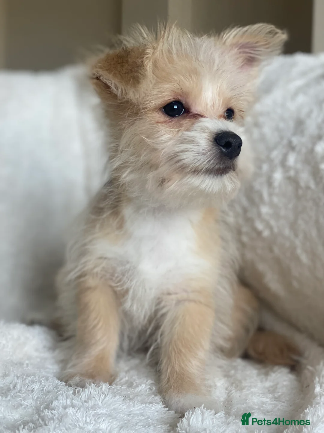 Mixed Breed dogs for sale: Ready to go! Unique mix - Maltese x JackChi Pups - Advert 24