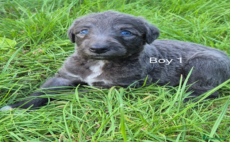 Bedlington Terrier dogs - Advert 2