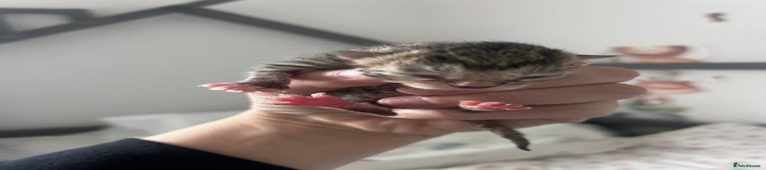 Mixed Breed Kitten 2