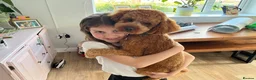 Cavapoo dogs for sale: 1 year old Cavapoo - bite history in Newport - Advert 5
