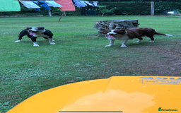 Border Collie dogs for sale: Gorgeous Border Collie Puppies  - Image 39