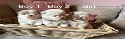 Pomeranian dogs for sale: Lilac Merle Babies - Petite, Quality, Teddy Pups - Advert 12
