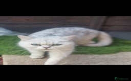 British Shorthair cats for sale: White silver Chinchilla British Shorthair  - Image 2
