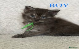 Maine Coon cats for sale: MaineCoon Kittens For Sale Black Smoke - Image 15