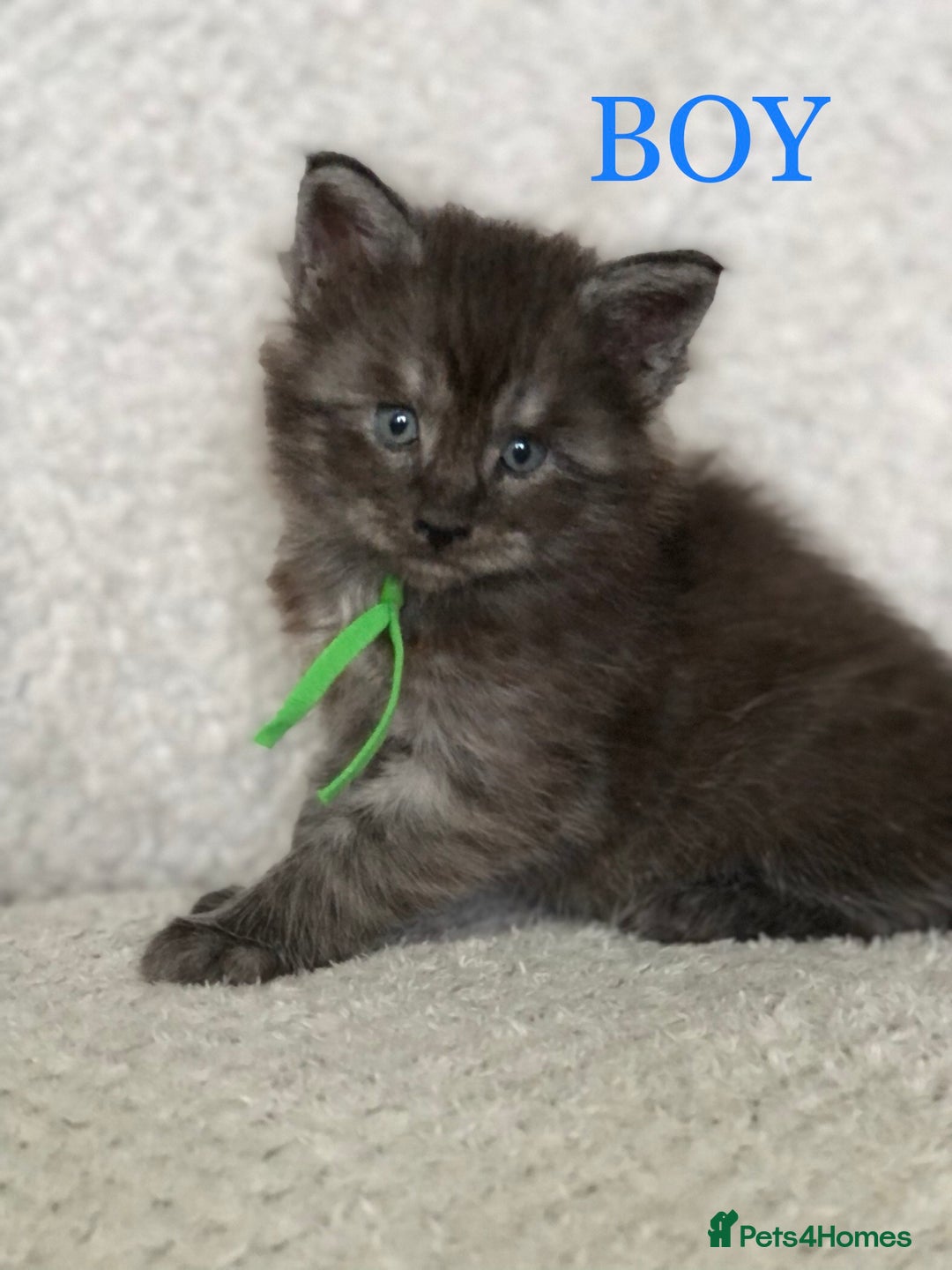 Maine Coon cats for sale: MaineCoon Kittens For Sale Black Smoke - Image 15