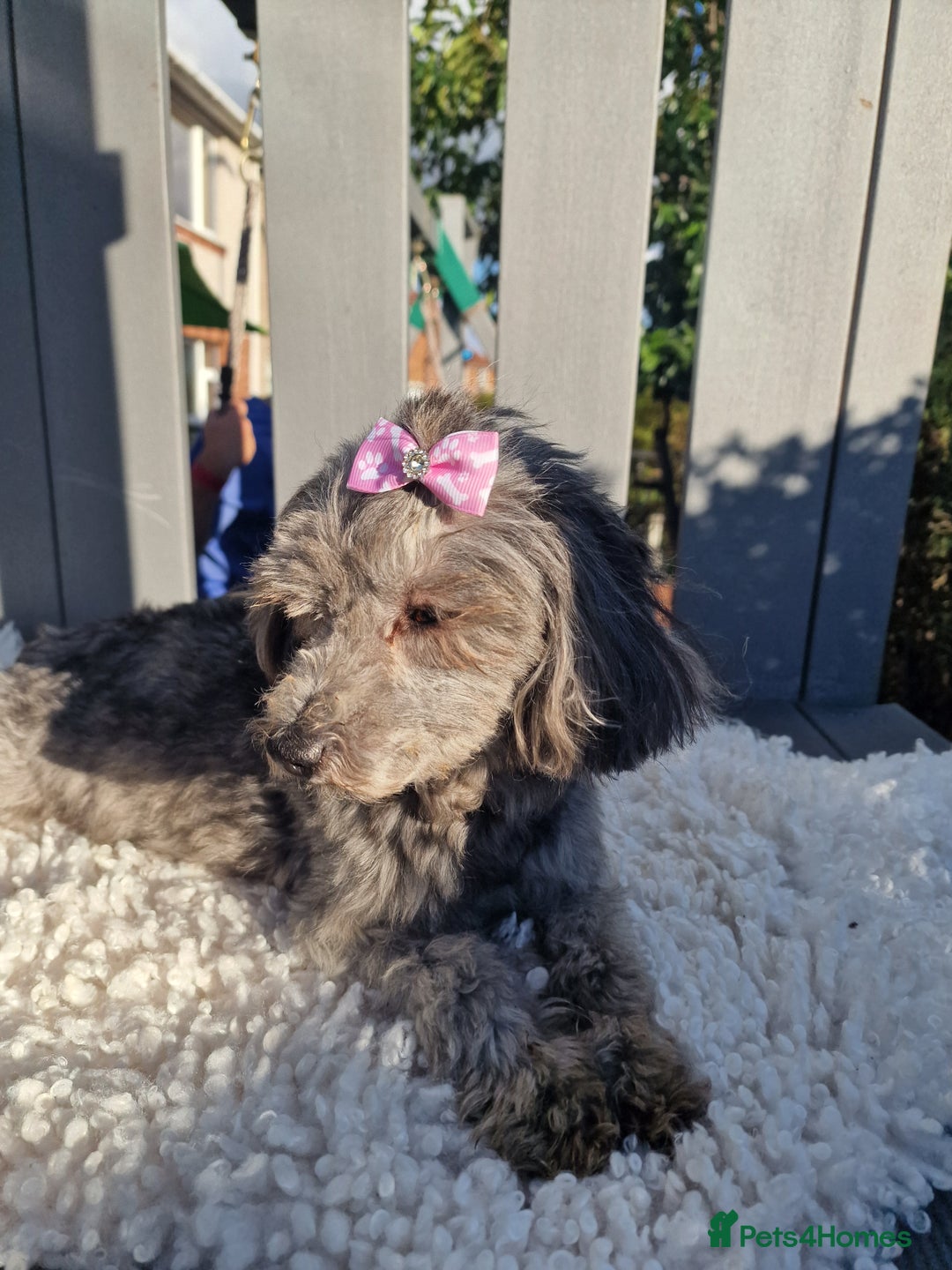 Maltipoo dogs for sale: Dominc C - Image 6