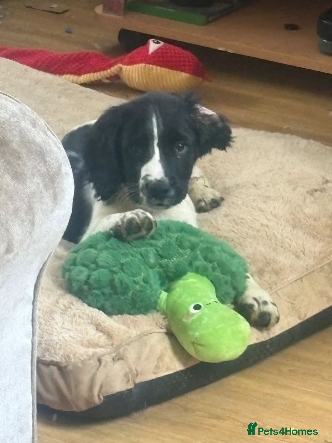 English Springer Spaniel dogs for sale: Beautiful Boy springer spaniel  - Advert 7