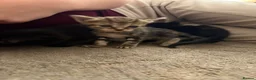 Mixed Breed cats for sale: 1 little boy left (READY TO LEAVE) - Advert 5