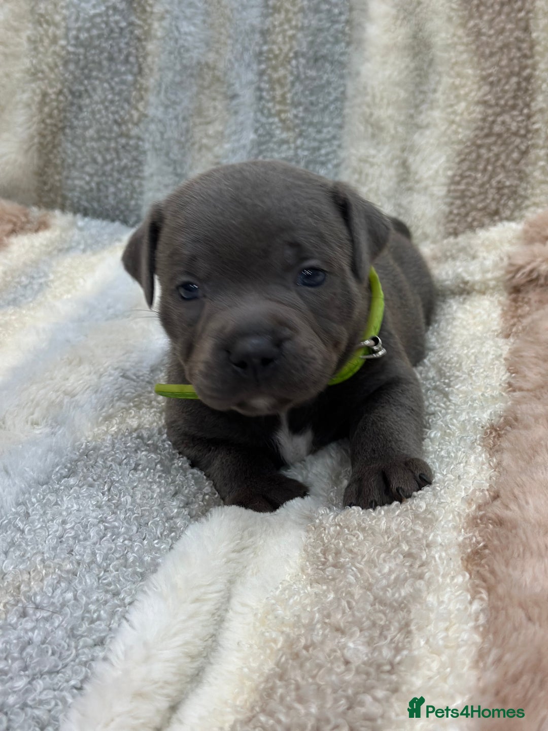 Staffordshire Bull Terrier dogs for sale: ✨🥰🐶 KC Registered Staffordshire Bull Terrier  🐾 - Advert 24