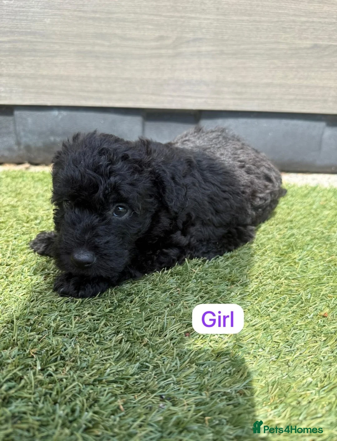 Cavapoo dogs for sale: Cavapoo Puppys  - Advert 7