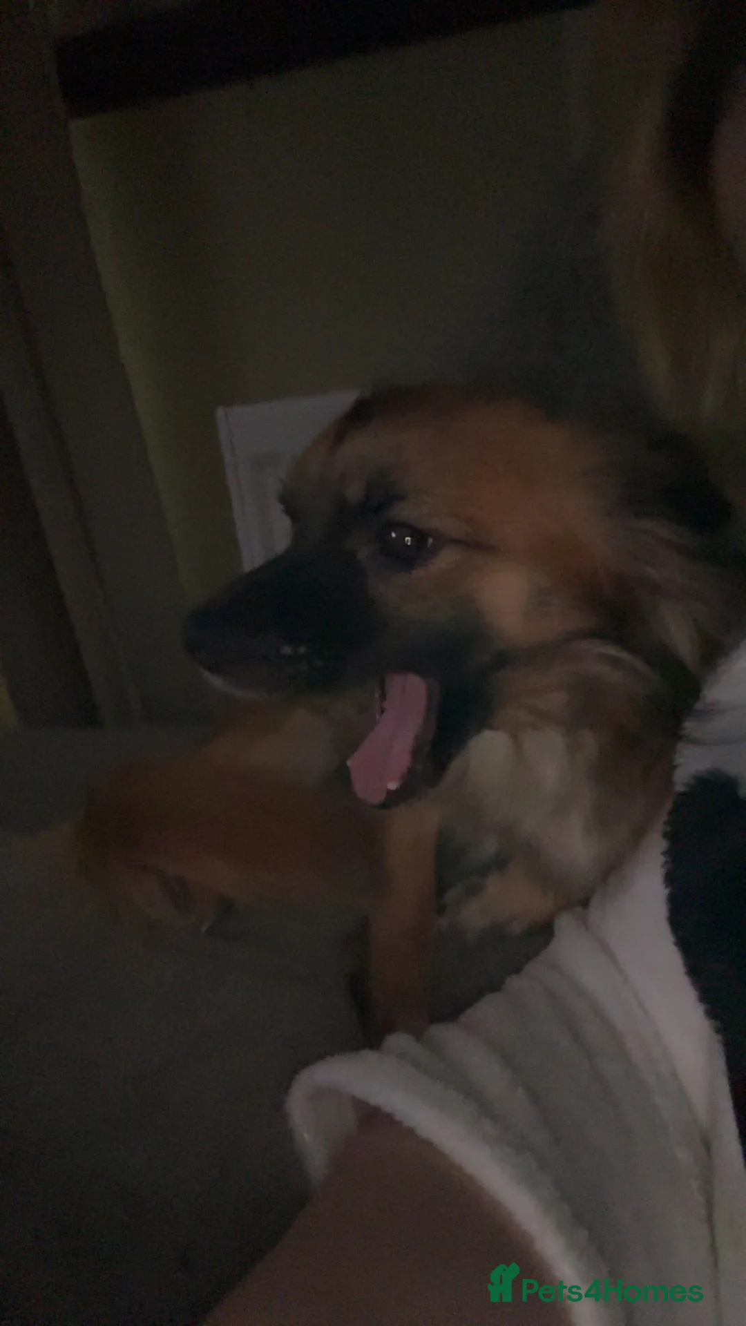 Pomchi dogs for sale: Pomchi for sale  - Advert 6