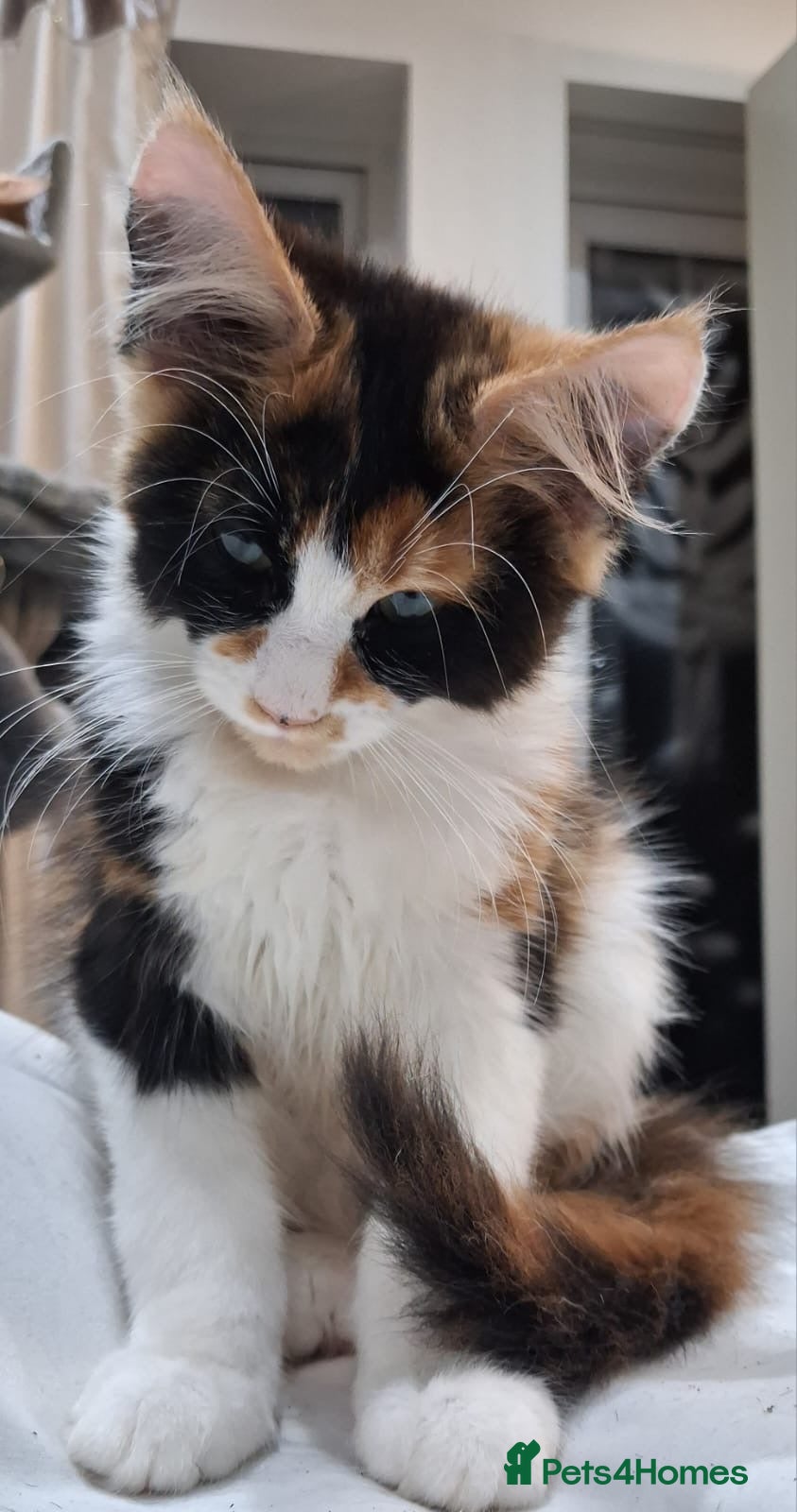 Maine Coon cats Maine Coon Kittens  - Advert 1