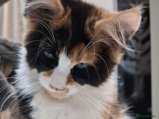 Maine Coon cats Maine Coon Kittens - Advert 13