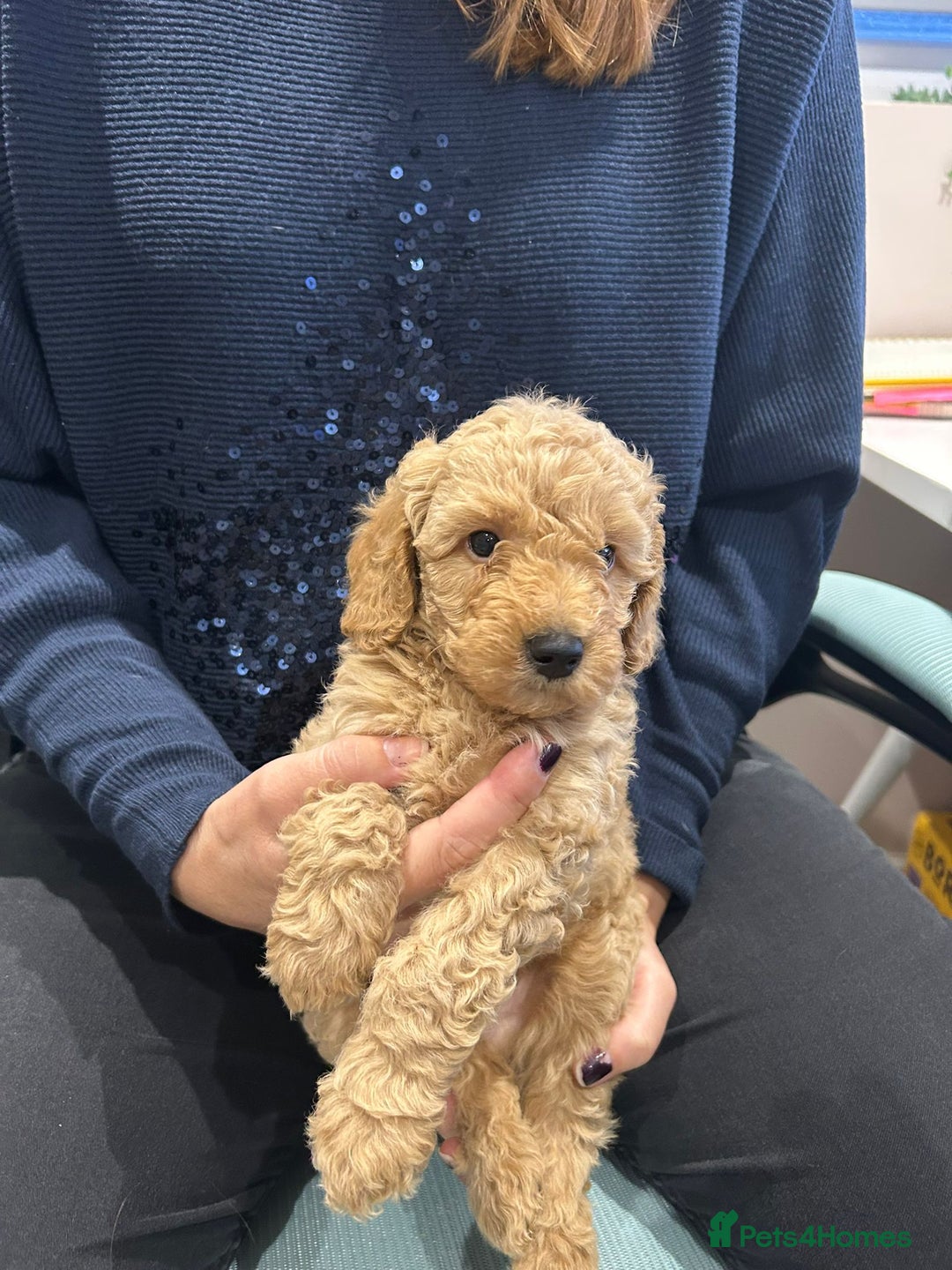 Goldendoodle dogs for sale: Mini Goldendoodles - Advert 6