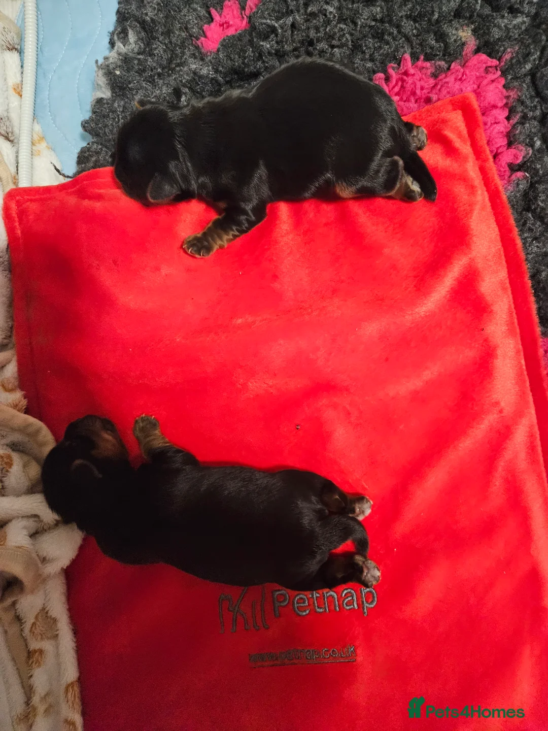 Yorkshire Terrier dogs for stud: PROVEN KC reg 2.5kg experienced STUD boy in Newton-le-Willows - Advert 28