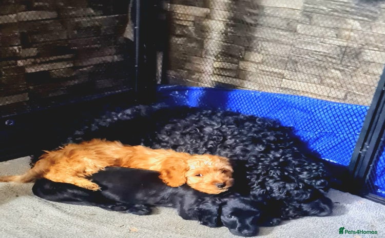 Cockapoo dogs READY TO LEAVE 4TH OF DECEMBER FULLY VACCINATED - Advert 1