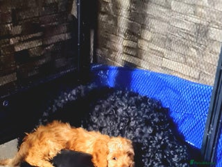 Cockapoo dogs READY TO LEAVE 4TH OF DECEMBER FULLY VACCINATED - Advert 1
