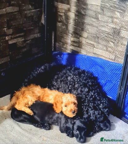 Cockapoo dogs READY TO LEAVE 4TH OF DECEMBER FULLY VACCINATED - Advert 1