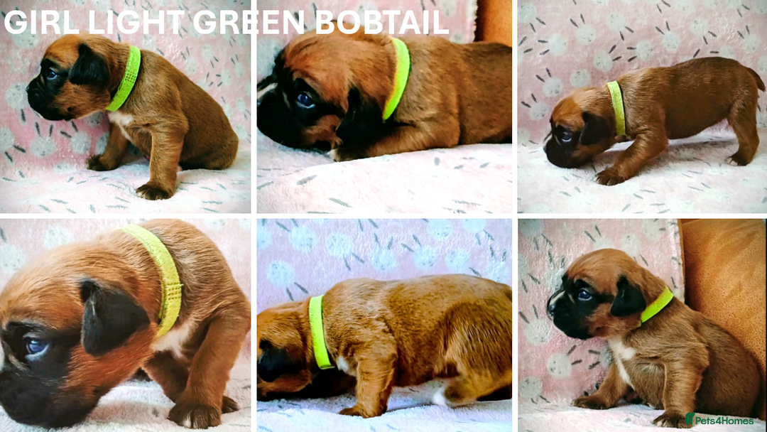 Boxer dogs for sale: 9 Boxer Puppies mix of bob&long tail ready 22 Jan - Advert 6