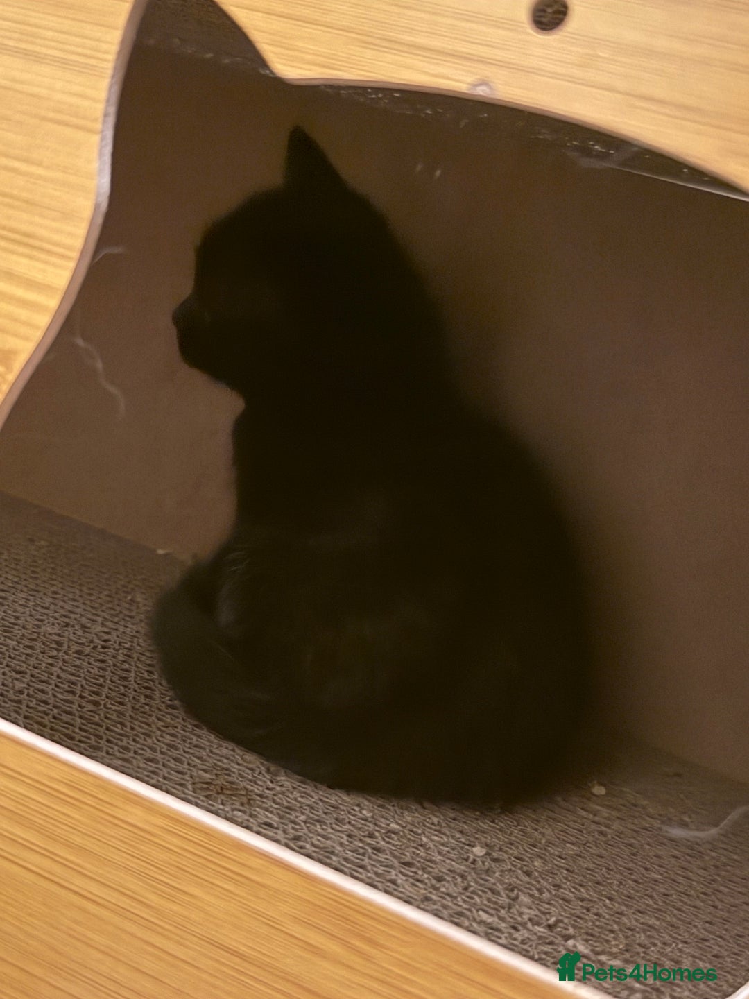 Ragdoll cats for sale: Ragdoll X boy  - Advert 5