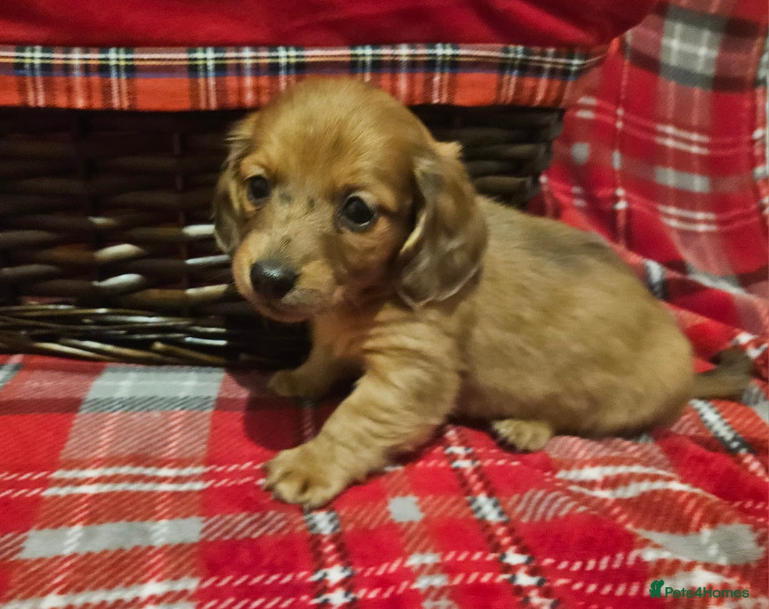 Miniature Dachshund dogs for sale: Longhaired Miniature Dachshund  - Advert 6