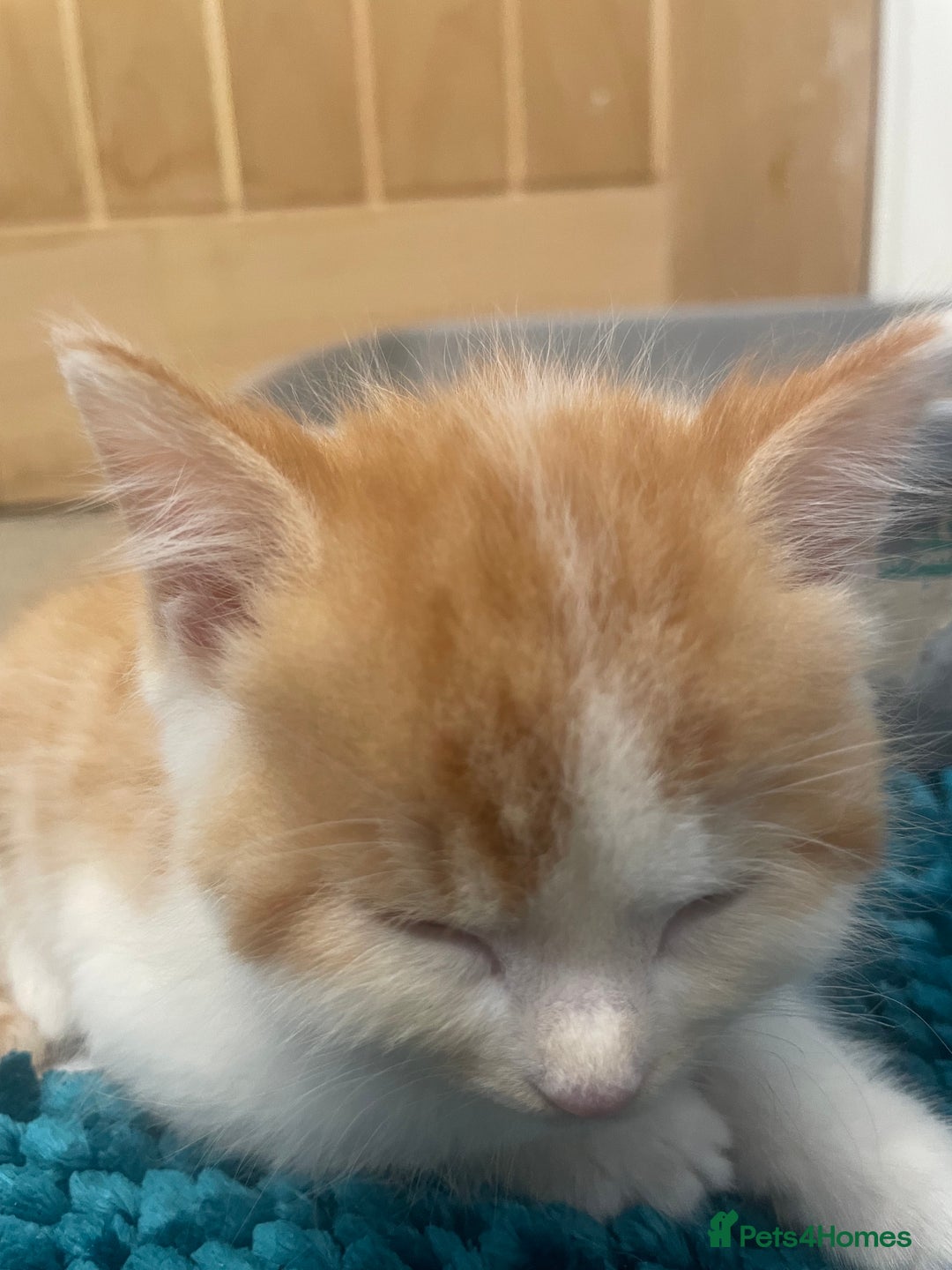 Turkish Angora cats for sale: Turkish angora mix kittens for sale  - Image 2