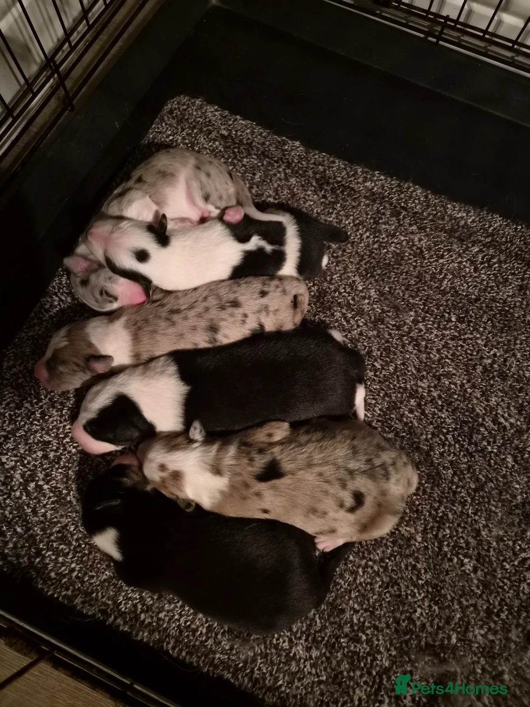 Mixed Breed dogs for sale: Beardie border x puppies - Advert 6