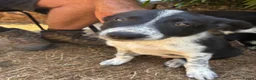 Border Collie dogs for sale: Stunning Border Collies - Advert 13
