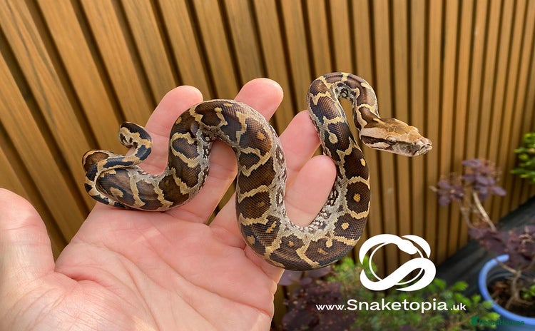 Python Snake reptiles - Advert 1