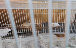 Finches birds for sale: Zebra finches for sale - Image 6