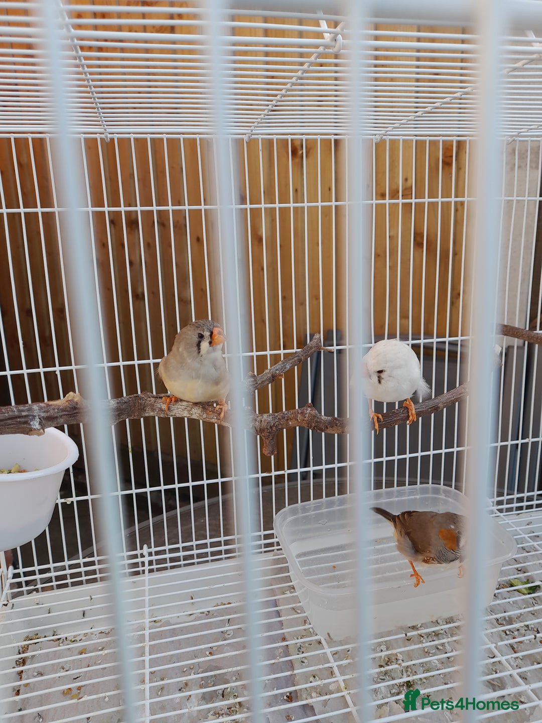 Finches birds for sale: Zebra finches for sale - Image 6