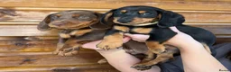 Dachshund dogs for sale: 7 Beautiful Dachshund Puppies - Advert 5