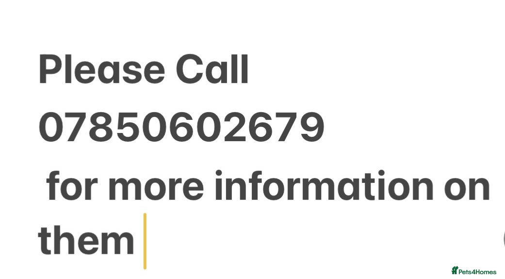 Cockapoo dogs Gorgeous Golden Cockapoo puppies - Advert 2