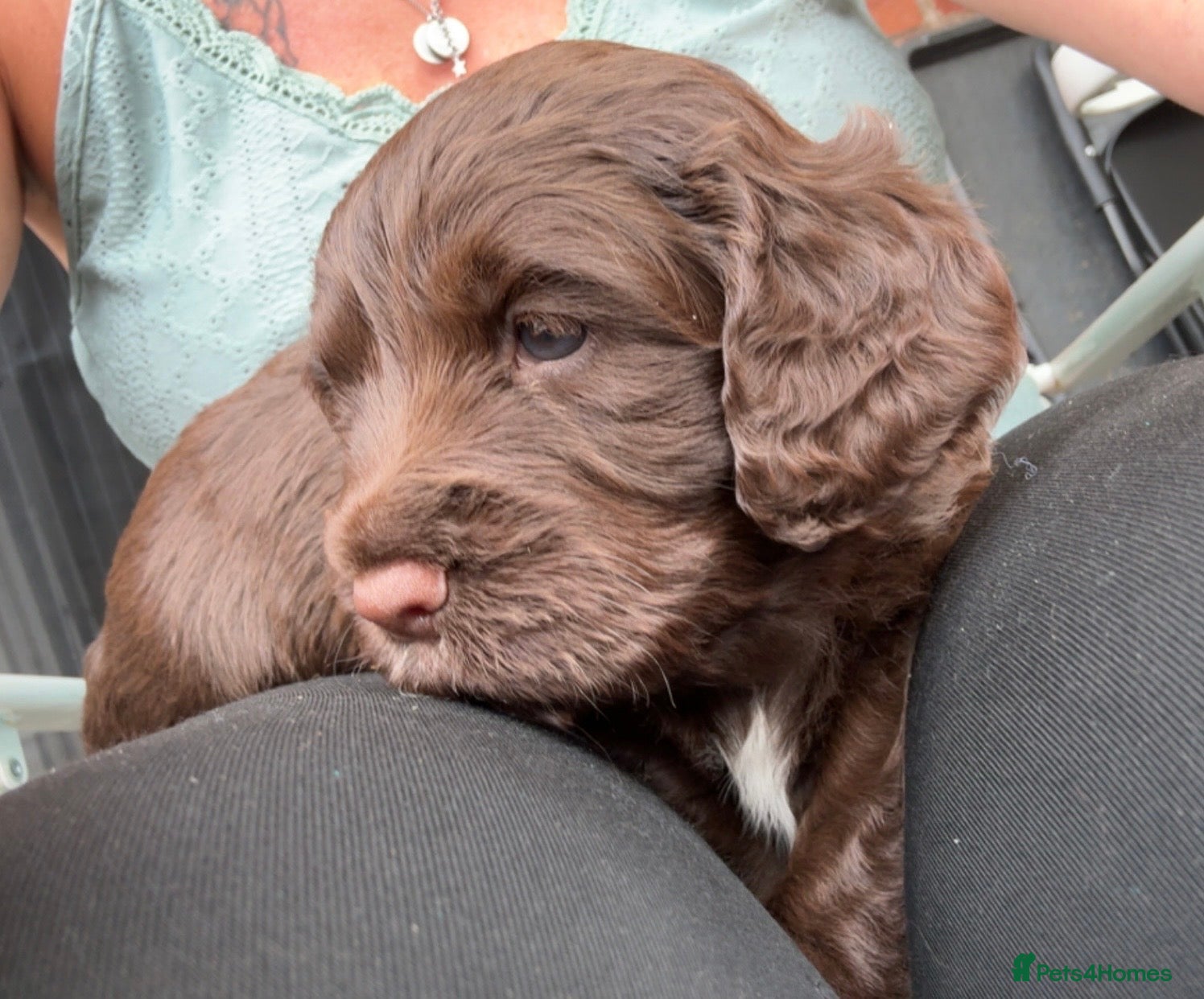 Cocker Spaniel dogs KC WORKING COCKER SPANIELS - Advert 13