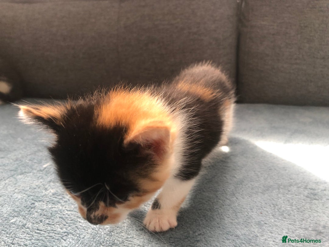 Mixed Breed cats for sale: 5 kittens for sale - Advert 29