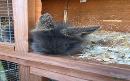 Mini Lion Lop rabbits for sale: Mini liop lops - Image 6