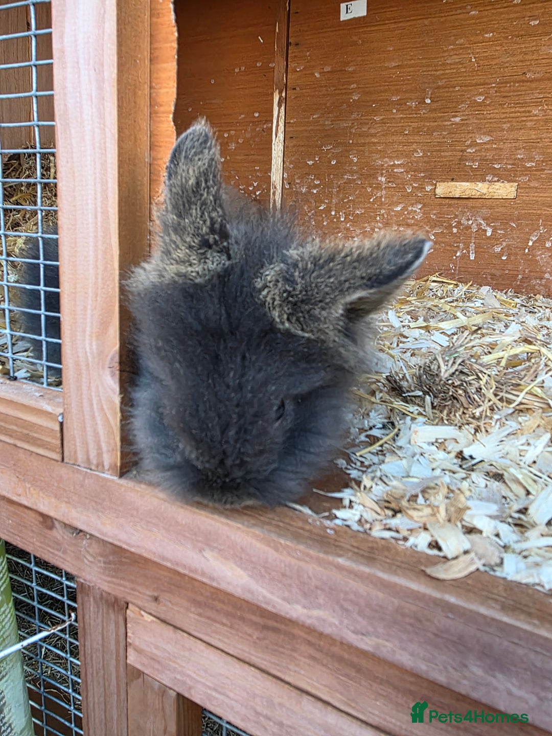 Mini Lion Lop rabbits for sale: Mini liop lops - Image 6