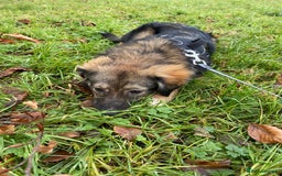 Mixed Breed dogs for adoption: Meet Little BEAR, a Lovely but naughty Boy... - Image 33